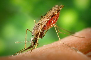 brown and red mosquito, insect, Mosquito, macro, animals