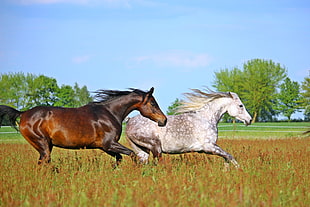 photography of two brown and white horses in brown field grass HD wallpaper