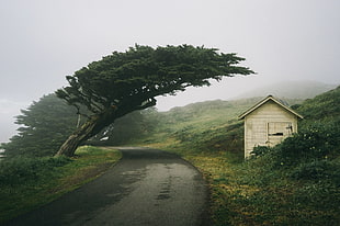 green trees and white house wallpaper, California, house, trees, road