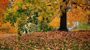 green and red floral area rug, landscape, nature, fall, leaves HD wallpaper
