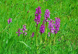 purple cluster flowers surrounded by green grass HD wallpaper