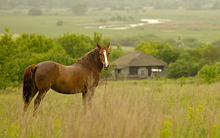 brown horse standing on dried field during daytime HD wallpaper