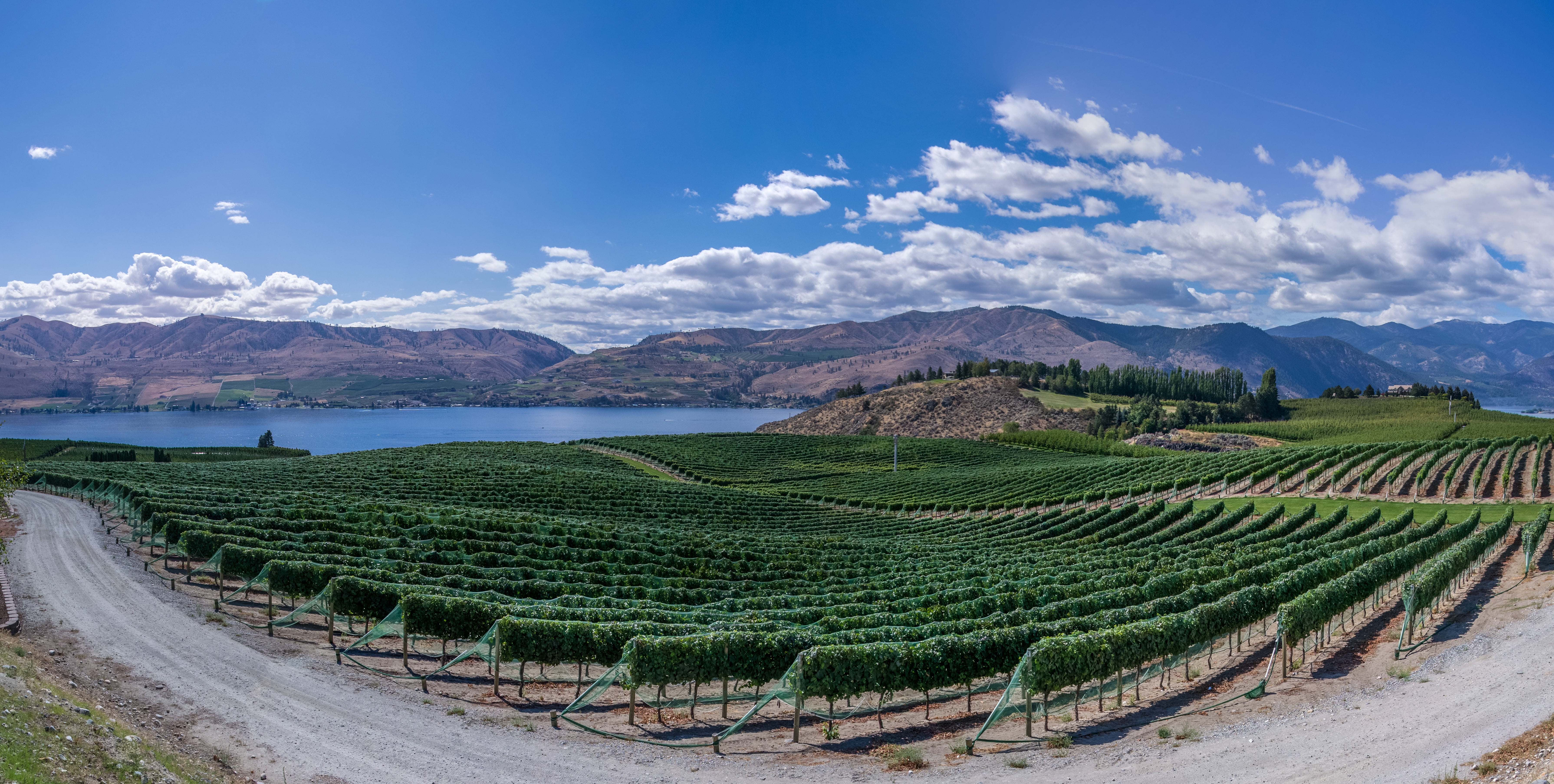 aerial photography of green tree near body of water and mountains