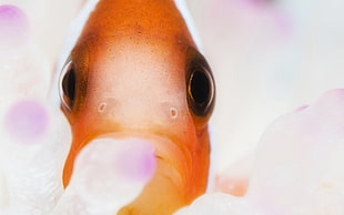 orange fish in closeup photography HD wallpaper