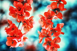 red petaled flowers, flowers, macro HD wallpaper