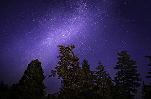 milky way galaxy at night sky, trees HD wallpaper