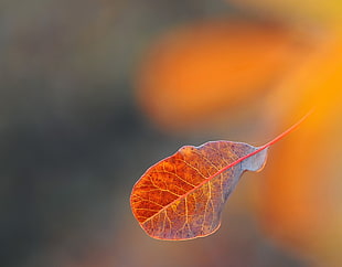 selective focus photography of brown leaf HD wallpaper