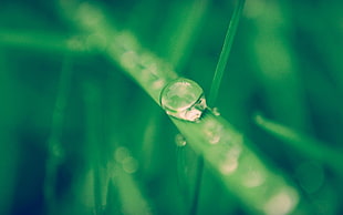 water dew on leaves, nature, macro, grass, water drops HD wallpaper