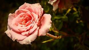 pink rose flower, flowers, rose HD wallpaper