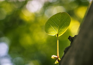 closeup photography of green leaf plant