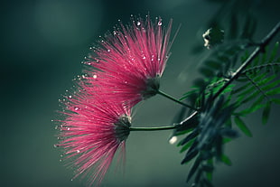 closeup photo of pink petaled flowers