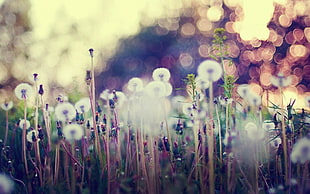 selective focus photography of dandelion