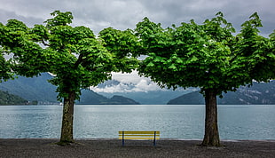 brown and black bench, bench, trees HD wallpaper