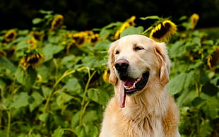 golden retriever showing tongue stands near sunflowers at daytime HD wallpaper