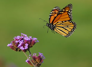 yellow winged butterfly macro shot shallow focus HD wallpaper