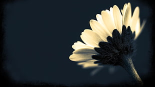 white petaled flower, flowers, plants