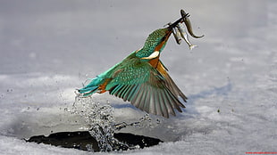 green, gray, and brown hummingbird, kingfisher, fish, birds, animals