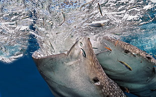 photo grey aquarium fishes