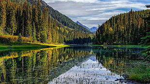 green leafed tree, nature, landscape, trees, forest