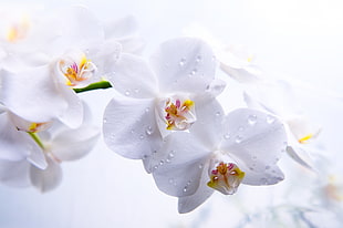 macro photography of white orchid with water drops HD wallpaper