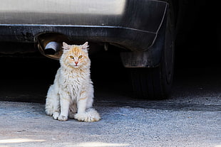 orange tabby cat near vehicle muffler