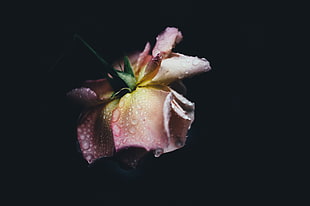 pink and yellow rose flower with dewdrops HD wallpaper