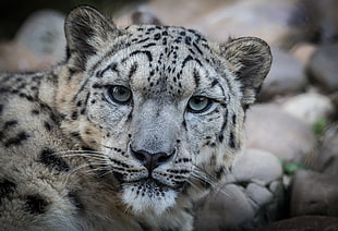 close up photography of leopard