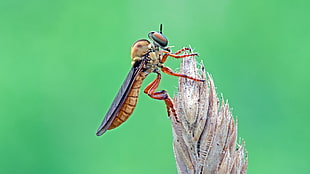 green and brown Robberfly on gray leaf, robber fly HD wallpaper