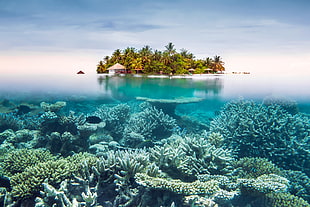 green tree covered island, underwater, island, sea, nature