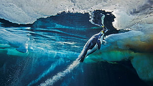 black emperor penguin, animals, penguins, birds, underwater HD wallpaper