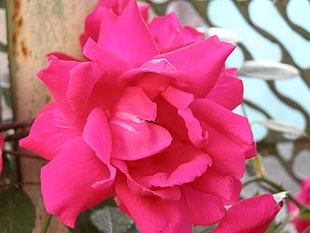 red and pink floral textile, nature