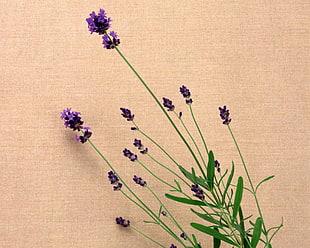 purple petaled flower closeup photo