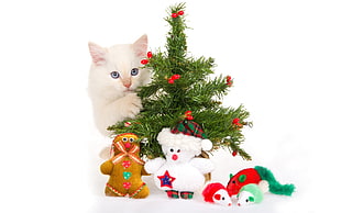 long-fur white cat behind green Christmas tree HD wallpaper
