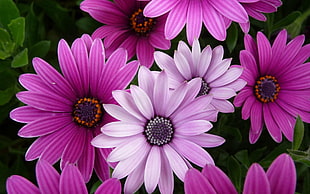 purple broad petaled flowers