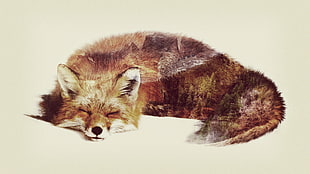 sleeping brown fox HD wallpaper