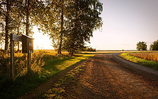 brown and green tree with trees, landscape, road, trees, sunlight