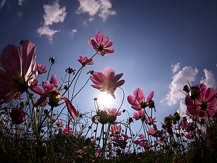 low-angle photo of pink flowers at daytime