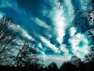 white clouds, Trees, Evening, Sky