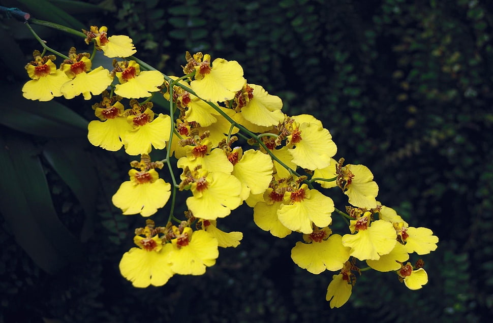 bunch of yellow petaled flowers beside green leaf plant HD wallpaper