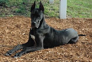 adult short-coated black dog HD wallpaper