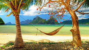 photo of brown hammock under two trees HD wallpaper