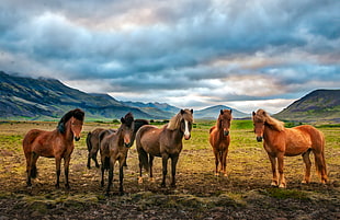 six brown horse on green grass during daytime, iceland HD wallpaper