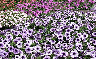 assorted-color petaled flower field HD wallpaper