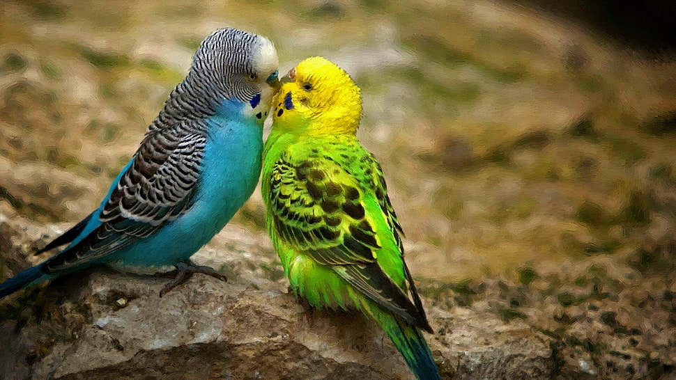 blue and green lovebirds, nature, animals, birds, budgies HD wallpaper