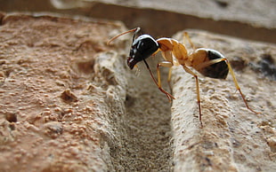 brown and black ant, ants, macro, insect, rock