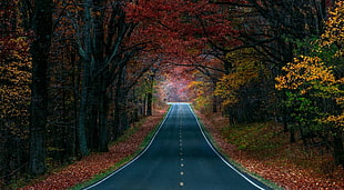 gray concrete road, road, nature, trees, fall HD wallpaper
