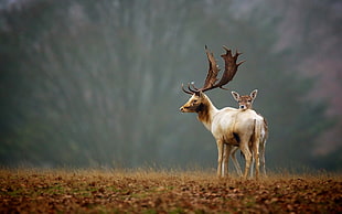 photo of Stag and doe standing near brown grass HD wallpaper
