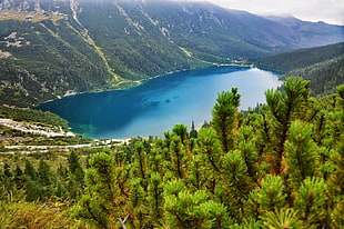green pine trees, photography, nature, landscape, lake