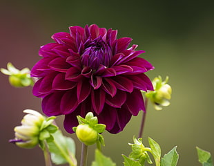 close photo of purple cluster petaled flower