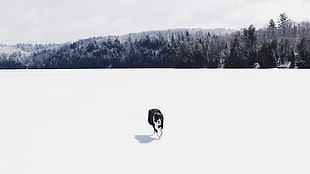 adult large-size long-coated black and white dog, photography, dog, snow, forest HD wallpaper